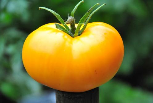 Pomidor Orange jazz