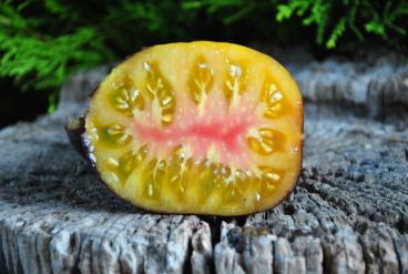 Pomidor  yellow dragon