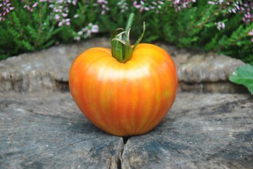 Pomidor  Orange Russian