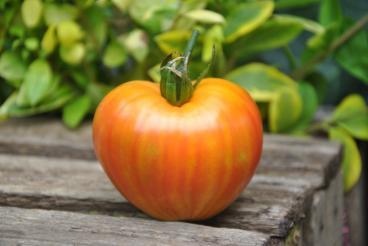Pomidor  Orange Russian