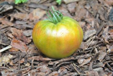 Pomidor Tajga