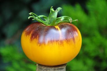 Pomidor PURPURA RITS - PURPLE SUNRISE