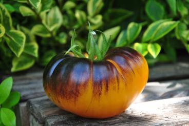 Pomidor PURPURA RITS - PURPLE SUNRISE