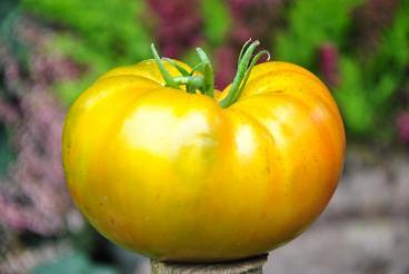 Pomidor Izumrudnoe yabloko - emerald apple