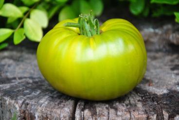 Pomidor Izumrudnoe yabloko - emerald apple
