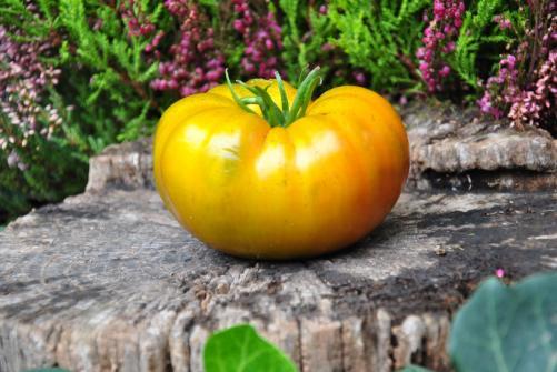Pomidor Izumrudnoe yabloko - emerald apple