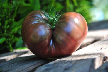 Pomidor True black brandywine